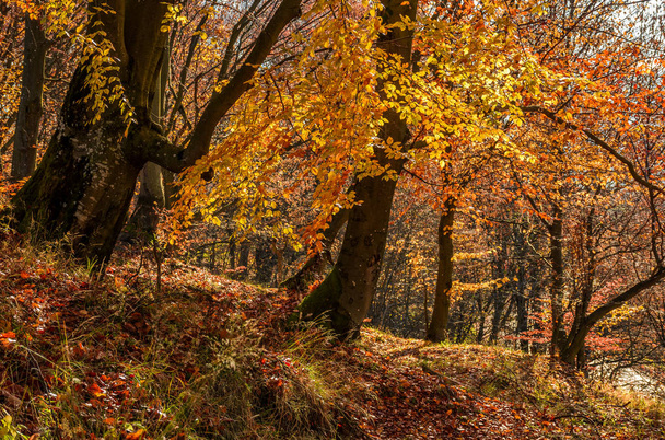 forest in golden brown foliage on sunny day - Photo, Image