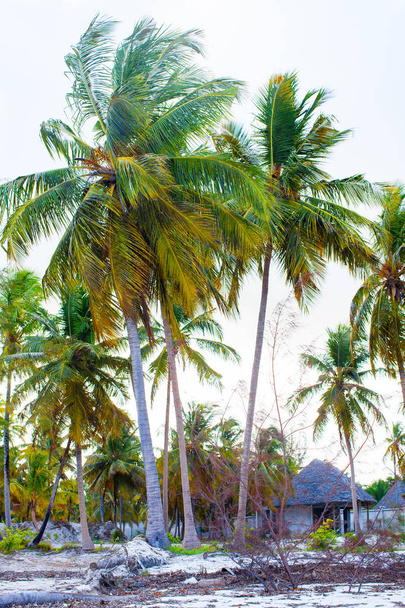 Palm trees on white sandy beach - Фото, зображення
