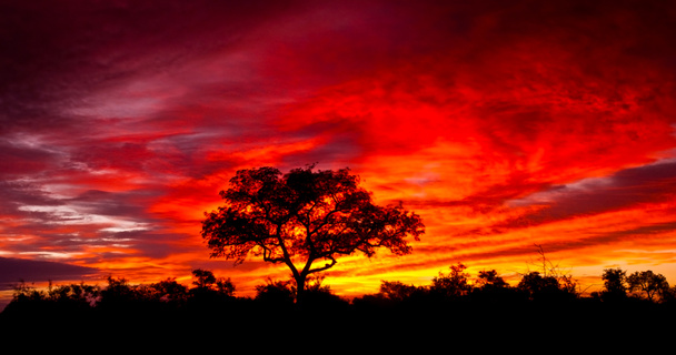 Afrikaanse zonsondergang in het Kruger National Park, Zuid-Afrika - Foto, afbeelding