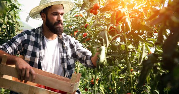 Чоловік фермер збирає свіжі помідори
 - Фото, зображення