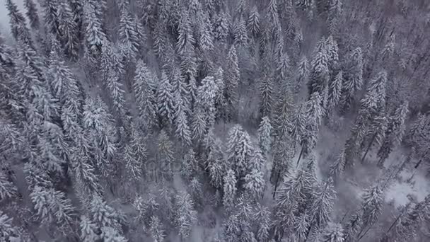 Frozen pine trees in woods - Footage, Video