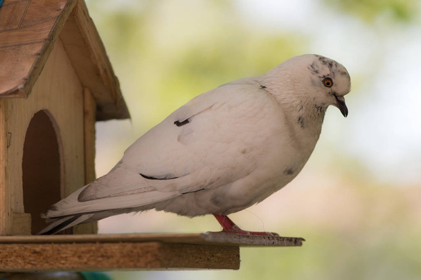 white pigeon closeup - Photo, Image