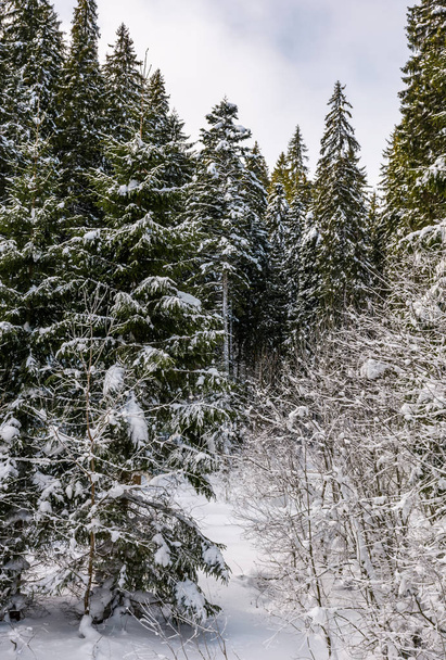 snowy spruce trees in forest - Foto, Imagen