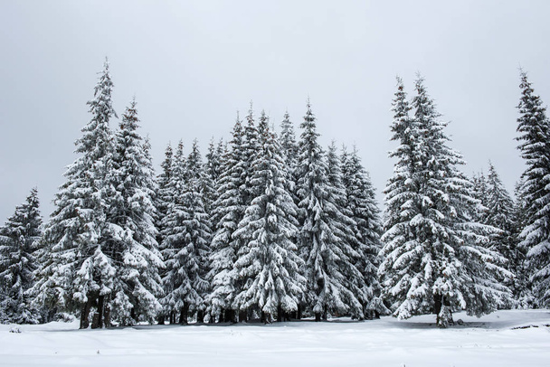 Winter fir trees in the mountains covered with snow - Photo, image