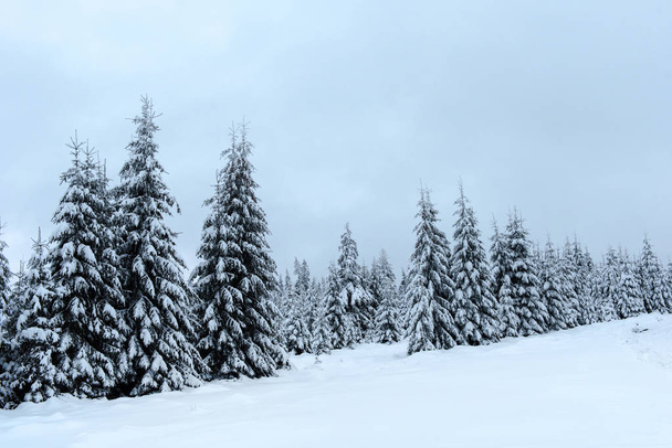 Magical snow covered fir trees in the mountains - Foto, Imagem