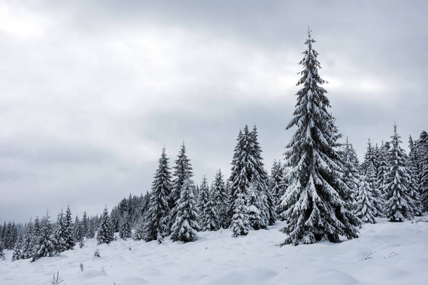 Magical snow covered fir trees in the mountains - Foto, immagini