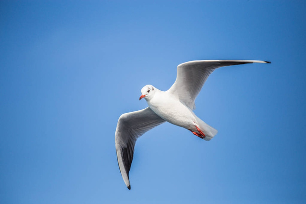 Uma jovem gaivota em um voo, asas enrugadas, dia ensolarado, bl claro
 - Foto, Imagem