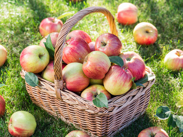 Apple harvest. Ripe red apples in the basket on the green grass. - Zdjęcie, obraz