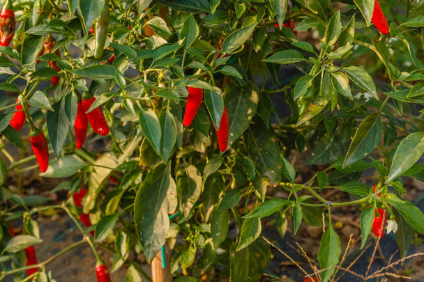 a chili plant in a vegetable garden - Photo, Image