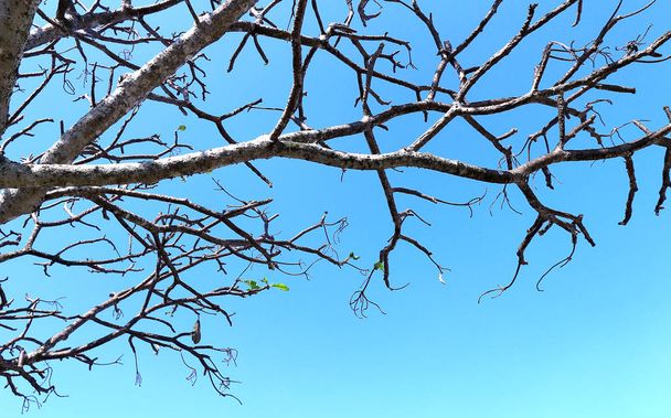 gałęzi drzewa i niebo - Zdjęcie, obraz