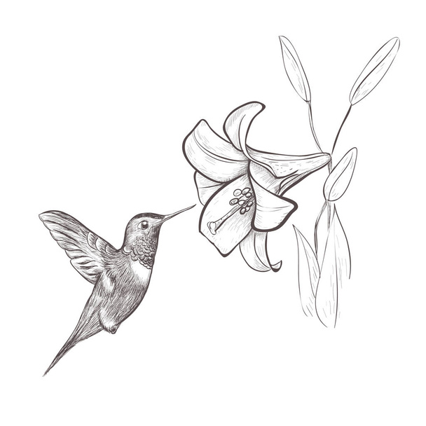 Hummingbird bird nectar flower. Hummingbird and lily - Vector, imagen