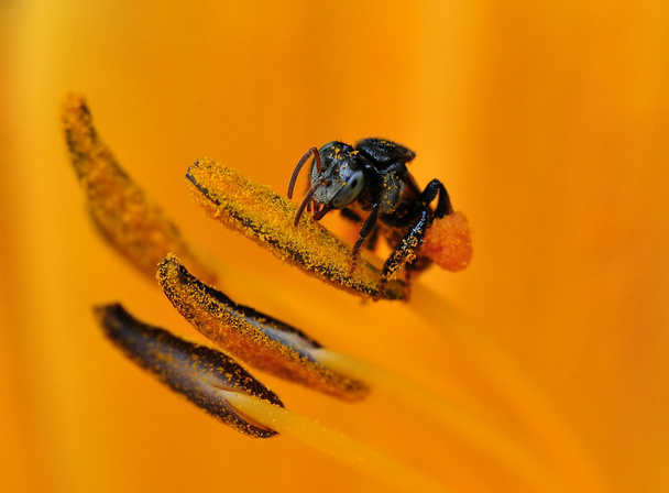 eine Wespe sammelt Pollen - Foto, Bild