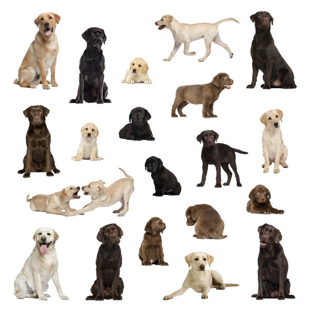 Grande coleção de Labrador, adulto, filhote de cachorro, posição diferente
 - Foto, Imagem