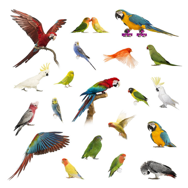 Большая коллекция птиц, домашних животных и экзотических, в разном положении
 - Фото, изображение