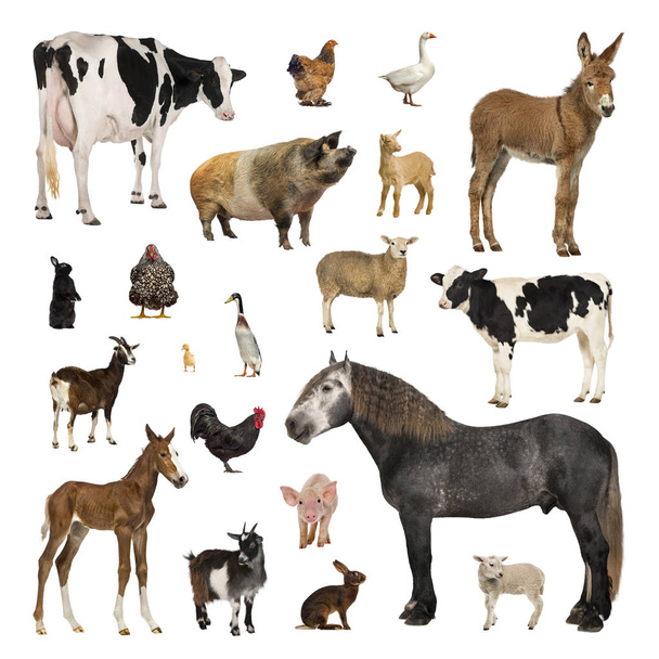 Большая коллекция сельскохозяйственных животных в различном положении
 - Фото, изображение