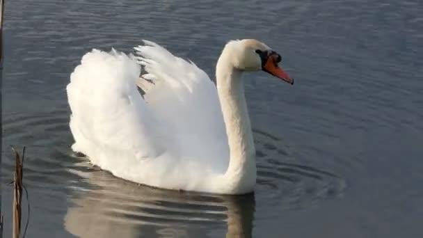 Een elegante witte zwaan zwemt in een ruwe meer met stokken - Video