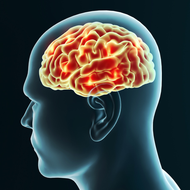 Hersenen, degeneratieve ziekten, Alzheimer, Parkinson, menselijk lichaam, gezicht. 3D-rendering - Foto, afbeelding
