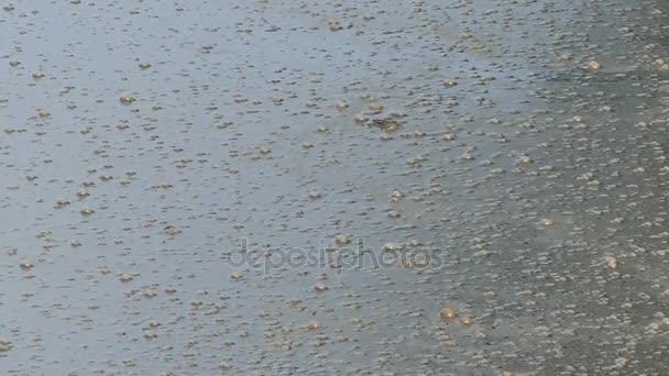 Uma superfície pantanosa de algum lago com bolhas marrons
 - Filmagem, Vídeo