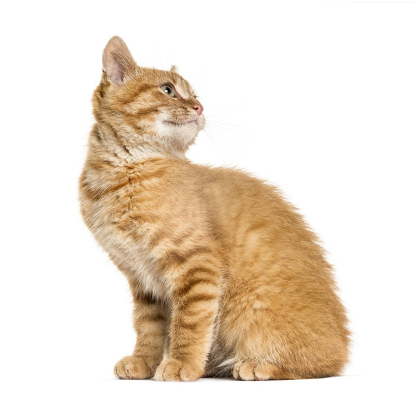 jengibre gato buscando bak y mirando arriba, sentado, aislado en whit
 - Foto, imagen