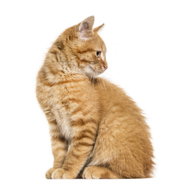 Gato jengibre, sentado mirando hacia otro lado, aislado en blanco
 - Foto, Imagen