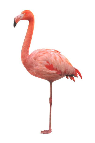 valósághű 3d render a flamingó - Fotó, kép