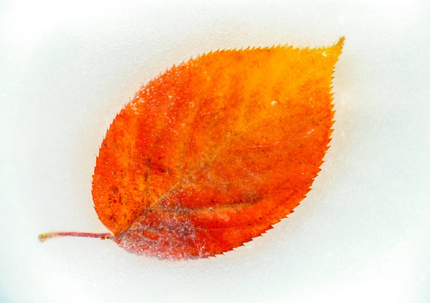 Jesienny liść na zamarzniętej wody biały - Zdjęcie, obraz