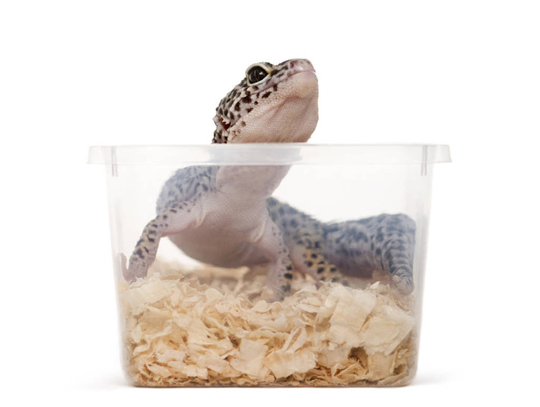 Gecko de leopardo, réptil, em uma caixa de plástico pronto para o transporte
 - Foto, Imagem