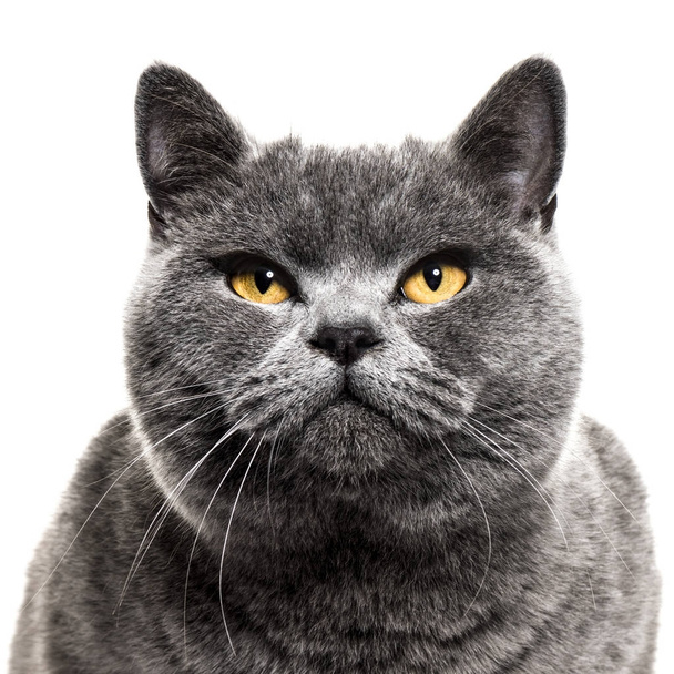 detail na šedou britská krátkosrstá kočka, izolované na bílém - Fotografie, Obrázek