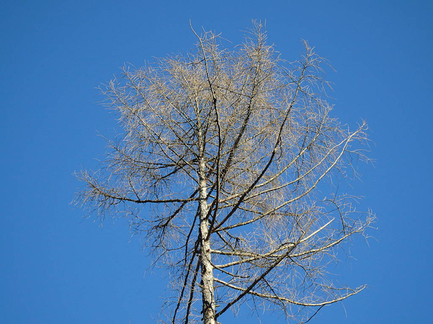 Vörösfenyő fa - téli táj - Fotó, kép