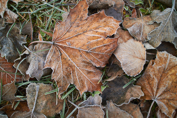 feuilles d'automne couvertes de givre, vue de dessus
  - Photo, image