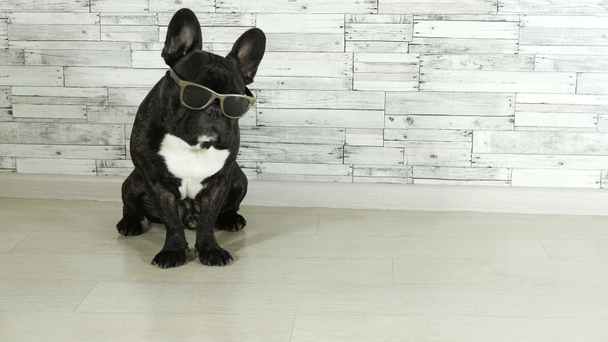 zwierzęta pies rasy Buldog francuski siedzi w okularach - Materiał filmowy, wideo