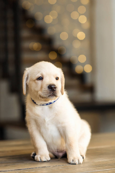 ゴールデン クリスマスの照明と木製の背景の上に座ってかわいい子犬 - 写真・画像