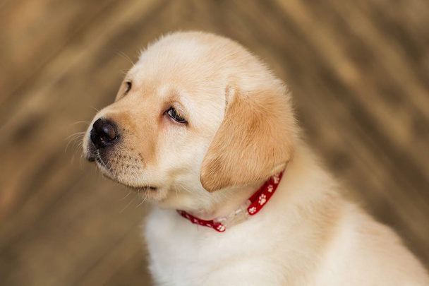 portrait of cute little beige puppy sitting on wooden background - Photo, Image
