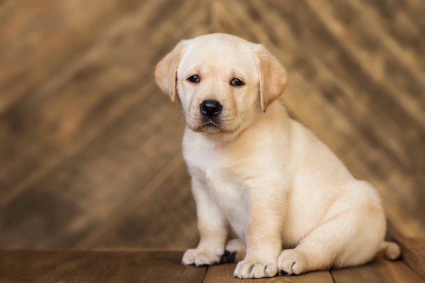 Cute little beige puppy sitting on wooden background - Photo, Image