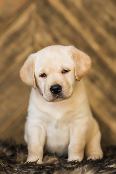 Cute little beige puppy sitting on wooden background - Photo, Image