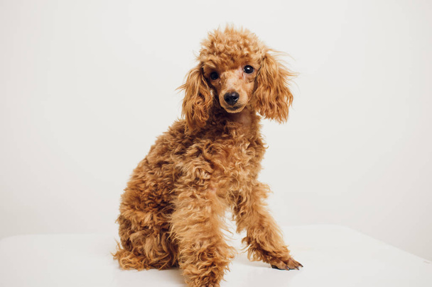 Poodle with Golden Brown Fur on a white background - Foto, immagini