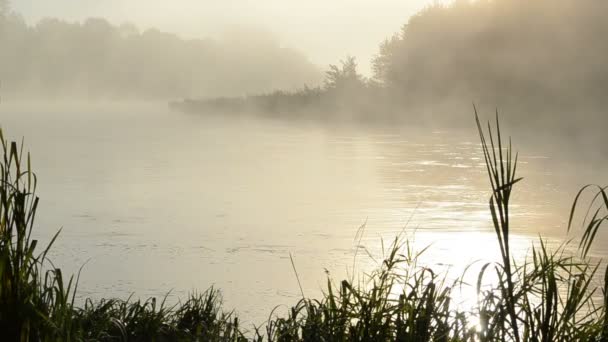 Ανατολή ποταμό νερό ομίχλης - Πλάνα, βίντεο