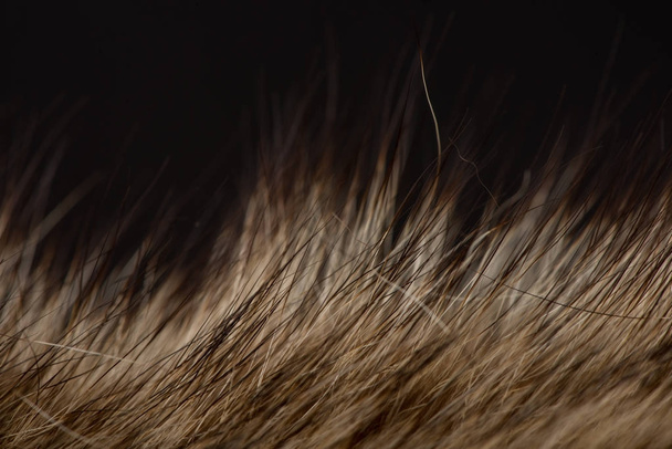 textura de pêlo animal
 - Foto, Imagem