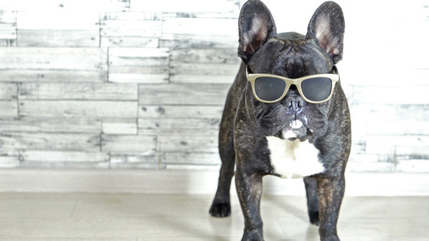 French bulldog with glasses standing licking - Footage, Video