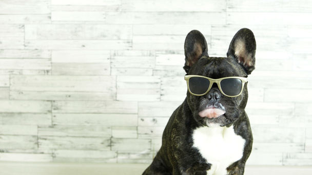 French bulldog with glasses sitting licking - Footage, Video