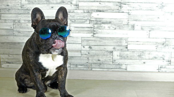 Ranskalainen bulldog lasit istuu nuolee
 - Materiaali, video