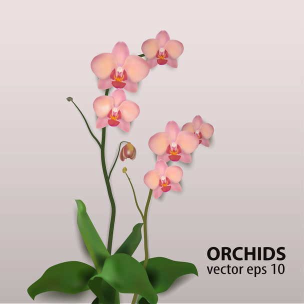 fiore orchidee vettoriale illustrazione rosa
 - Vettoriali, immagini