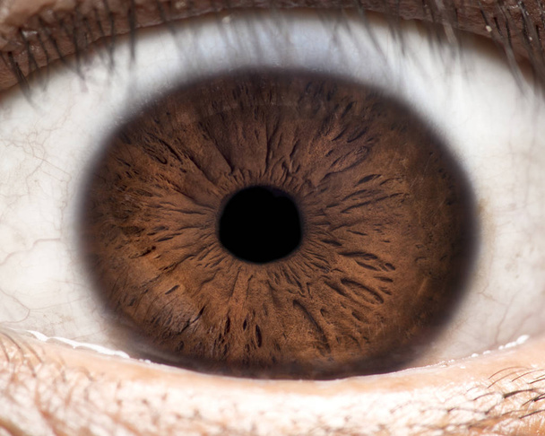 Макрофото человеческого глаза, радужной оболочки глаза, зрачка, ресниц, глазных крышек
. - Фото, изображение