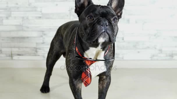 French bulldog standing in tie with glasses licking - Footage, Video