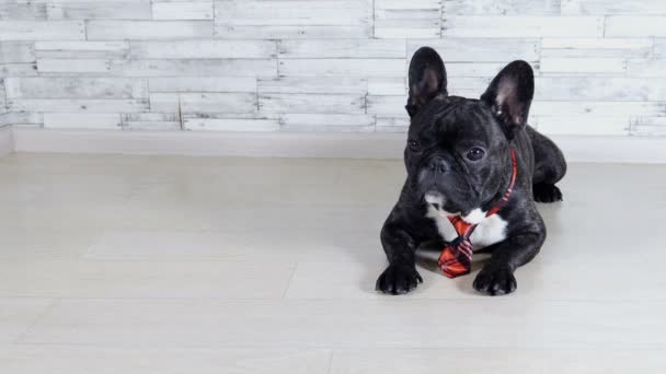 тварина собака породи французький бульдог краватку лежачи - Кадри, відео