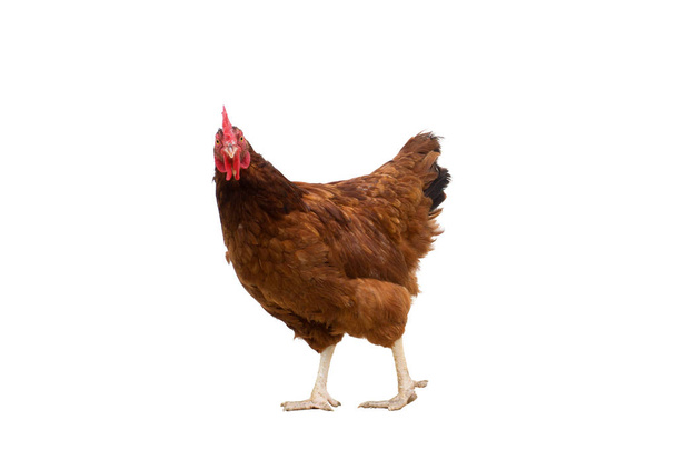 gallina marrone isolato su bianco, Pollo camminare spazio copia
 - Foto, immagini
