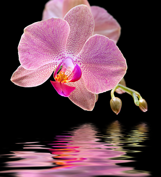 orquídea - Foto, Imagem