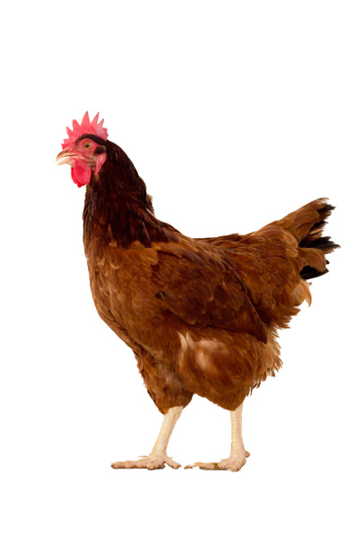 Ganzkörper braunes Huhn, Henne steht isoliert hinter weißem Hintergrund - Foto, Bild