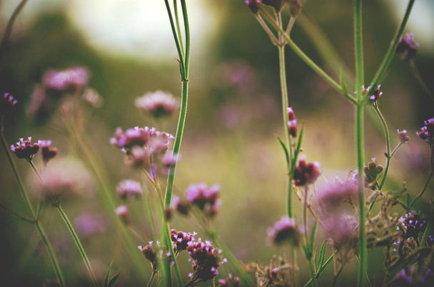 不機嫌そうな紫トップ バーベナ症の発生増加農村部のニューサウス ウェールズ州、オーストラリアの草原の野生 - 写真・画像