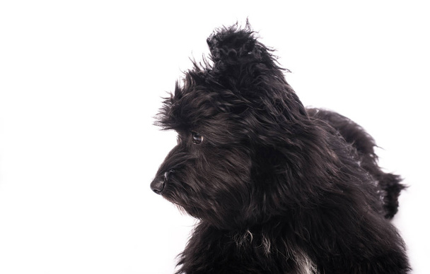 Adorable mixed breed dog isolated on white - Valokuva, kuva
